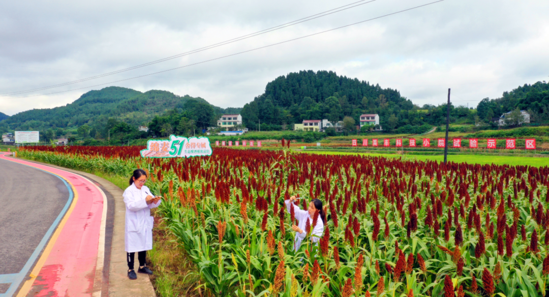 中央一号文件首提科技小院：四川k8凯发人生赢家一触即发在西南地区已建立五所